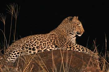 Leopard lounging on rock, Tuli block, Botswana