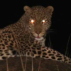 Leopard caught in light of camera flash