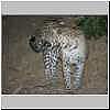 Leopard, Mashatu Game Reserve, Botswana