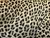 Picture of leopard's spots