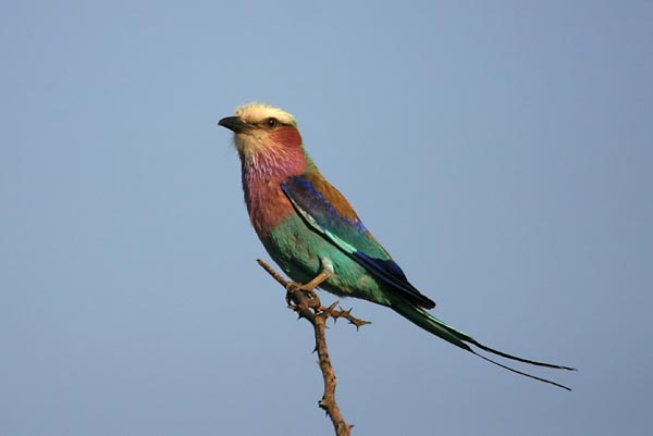 Lilacbreasted Roller