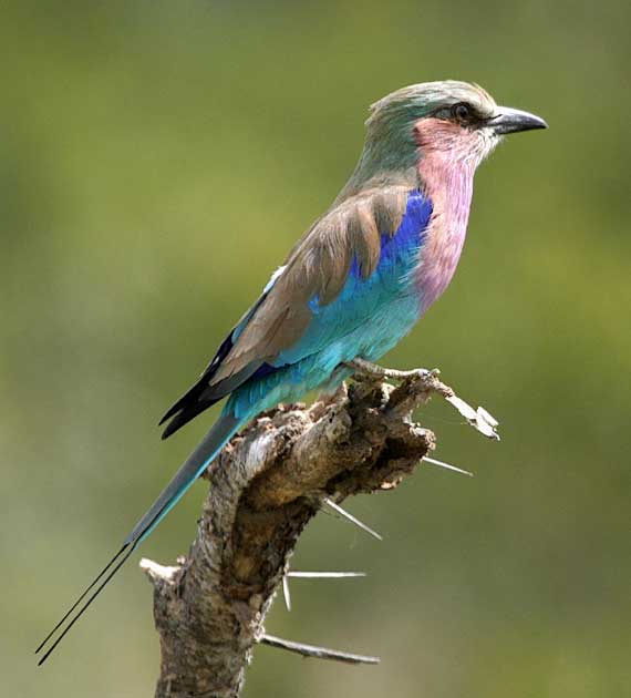 Lilacbreasted Roller