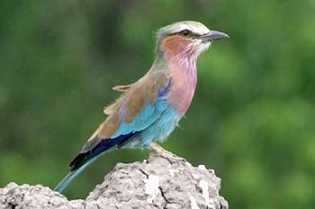 Lilacbreasted roller on termite mound, Moremi Game Reserve, Botswana