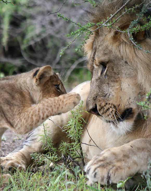 Lion cub reaching out to male lion