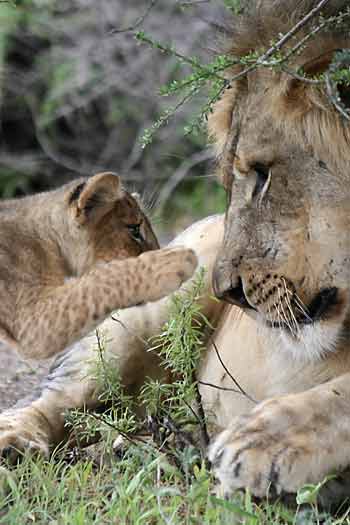 Lion cub reaching out to big male lion