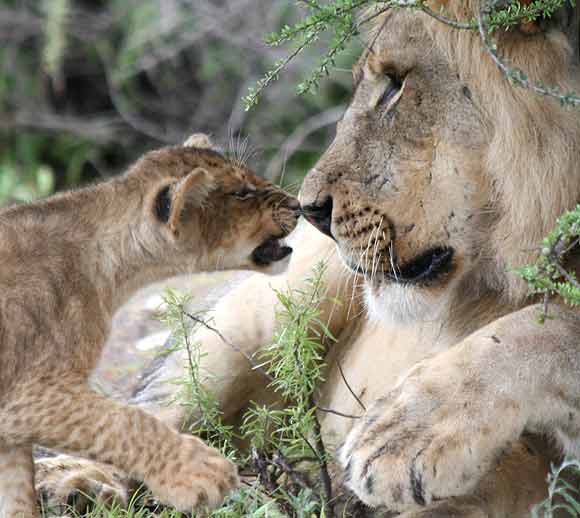 Lion cub and male lion rub noses