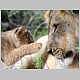 Lion male and cub