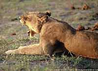 Lioness yawning