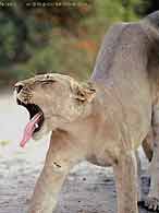 Lion stretching