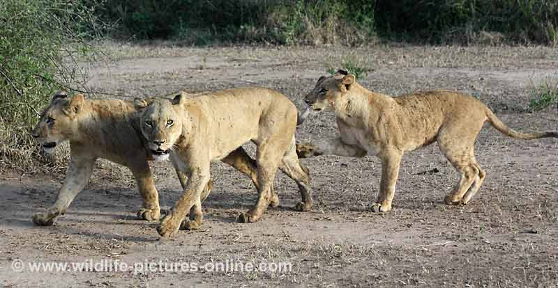 Young lioness reaches out to her mother with paw, Lower Zambezi, Zambia