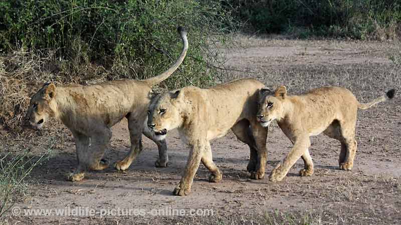 Lion cub rubs against mother, Lower Zambezi NP, Zambia