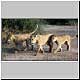 lion family group