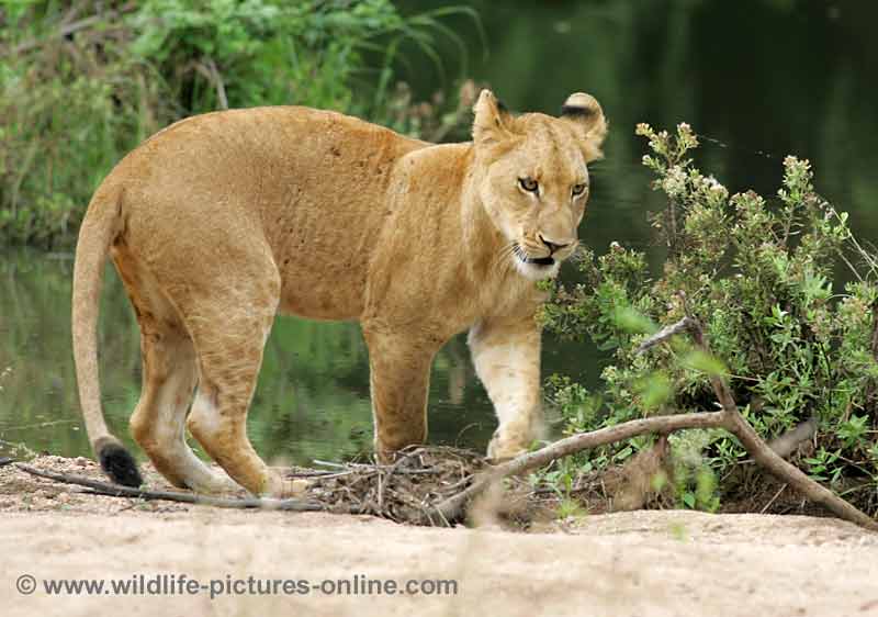 Juvenile lioness moving nervously along river bank