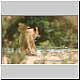 lioness on riverbank