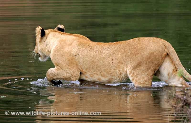 Lion cub steps into river, Lower Zambezi, Zambia