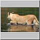 lioness entering river