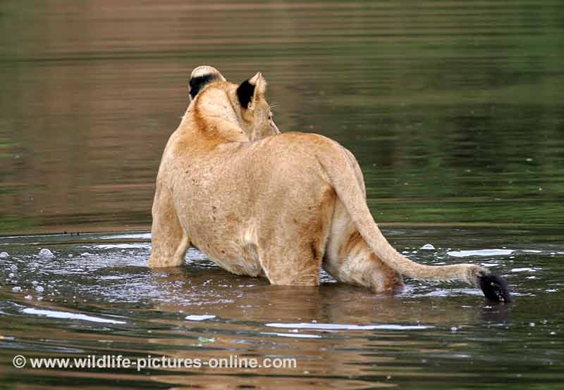 Lioness standing in river shallows, Lower Zambezi, Zambia