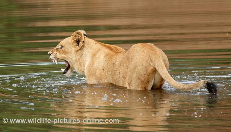 Young lioness bares her teeth in fear before swimming river