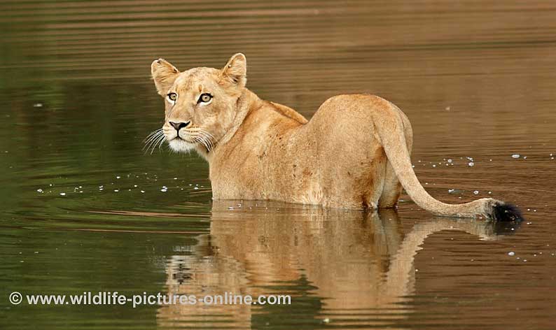 Lion cub in river looks back at safety of land, Lower Zambezi, Zambia