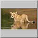 lion cub looking toward land