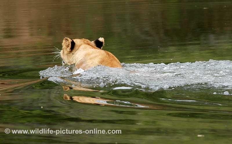 Lion cub swimming river, Lower Zambezi NP, Zambia