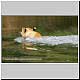 lion juvenile swimming river