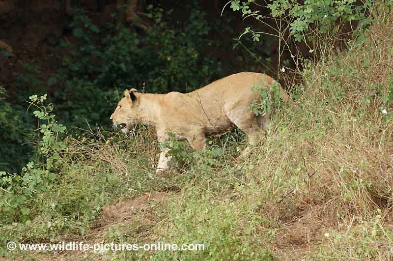 Lion cub goes in search of mother, Lower Zambezi, Zambia