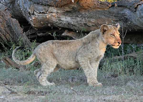 Lion cub on alert