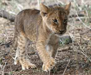 Lion cub with spots on underparts