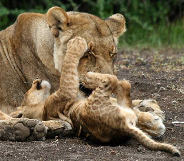 Lioness with playful lion cub