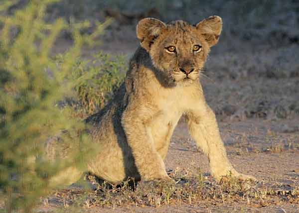 Lion cub in watchful mode
