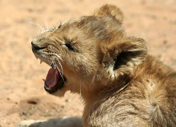 Lion cub yawning