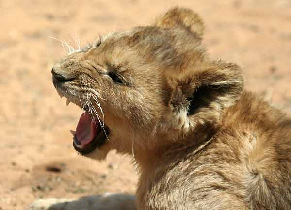 Lion cub yawning