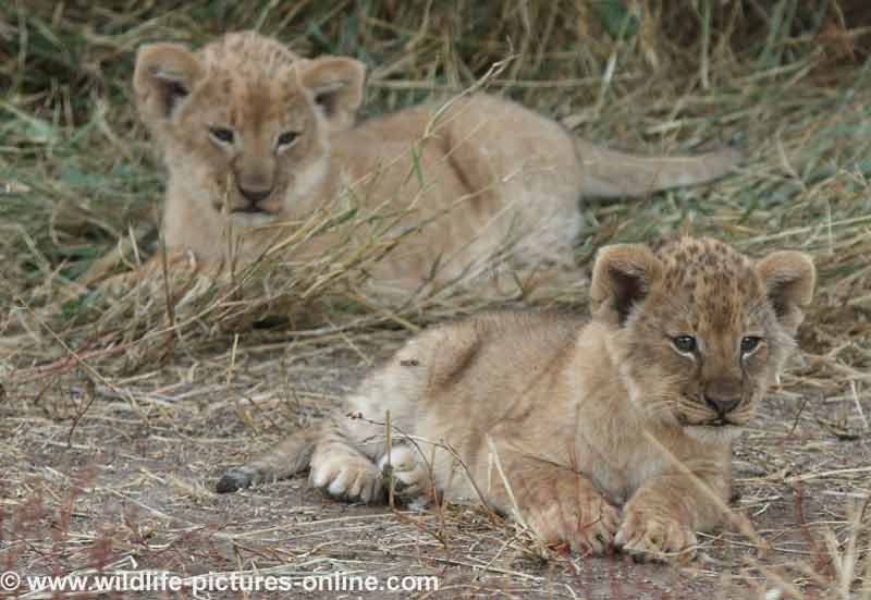Lion cub pair, Mashatu Game Reserve, Botswana