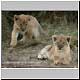 cubs playing