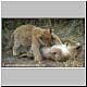 baby lions