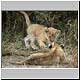 young lion cubs