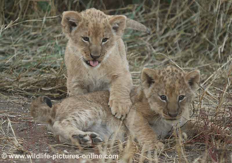 Lion cubs take a break from play-fighting, Mashatu Game Reserve, Botswana