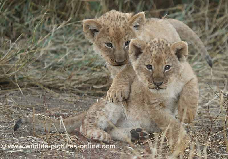 Pair of cute lion cubs, Mashatu Game Reserve, Botswana