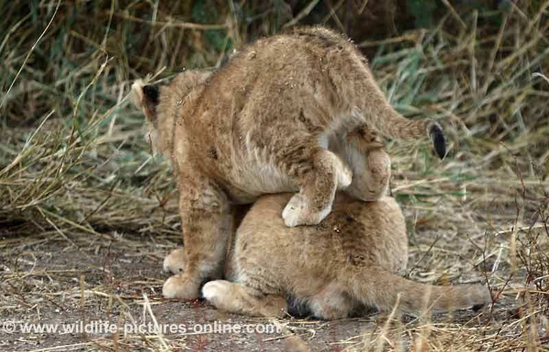 Lion cub climbing over another, Mashatu Game Reserve, Botswana