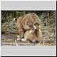 lion juvenile pair