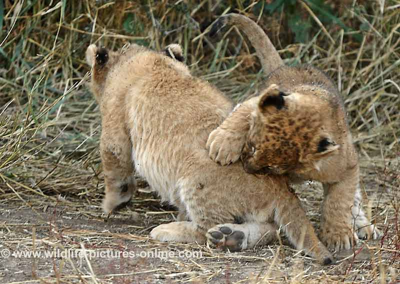 Lion cub nipping sibling on rump, Mashatu Game Reserve, Botswana