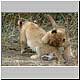 cubs play-fighting