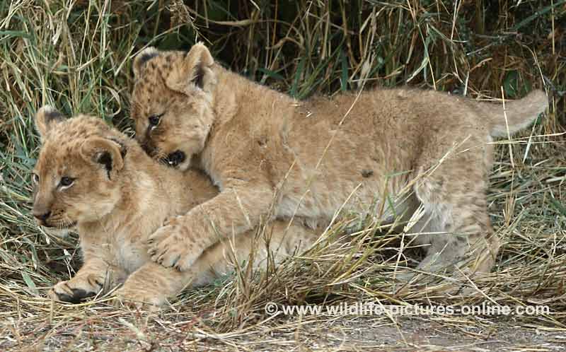 Lion cub biting another on the neck in play fight, Mashatu Game Reserve, Botswana