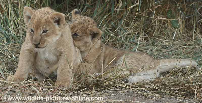 Lion cub trying to get away from sibling, Mashatu Game Reserve, Botswana