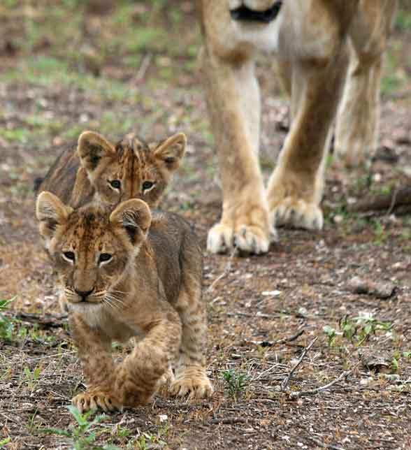 Lion cub pair walking in front of mother