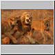 lion skirmish