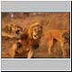 lions fighting