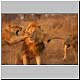 lion agression