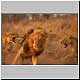 lions get nasty